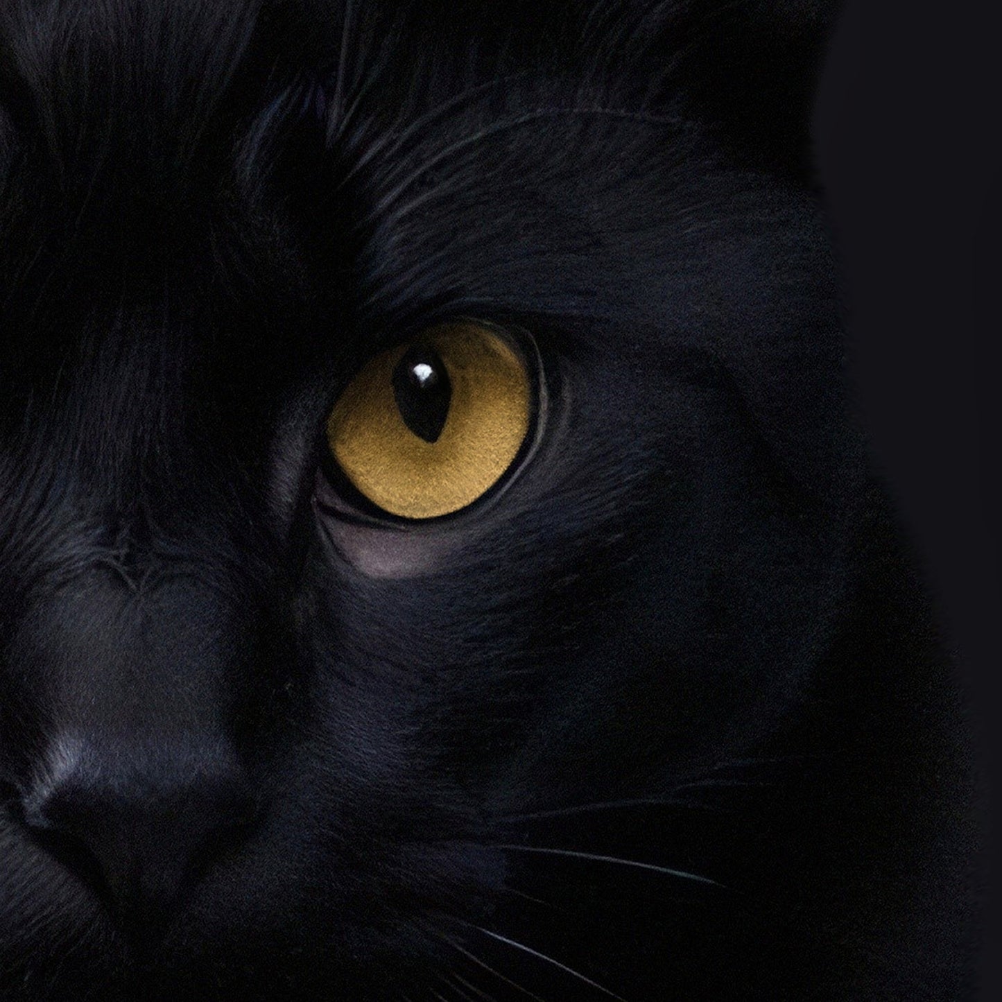Black Cat
